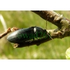 Selatosomus aeneus (Linnaeus, 1758) Ponęc lśniący
